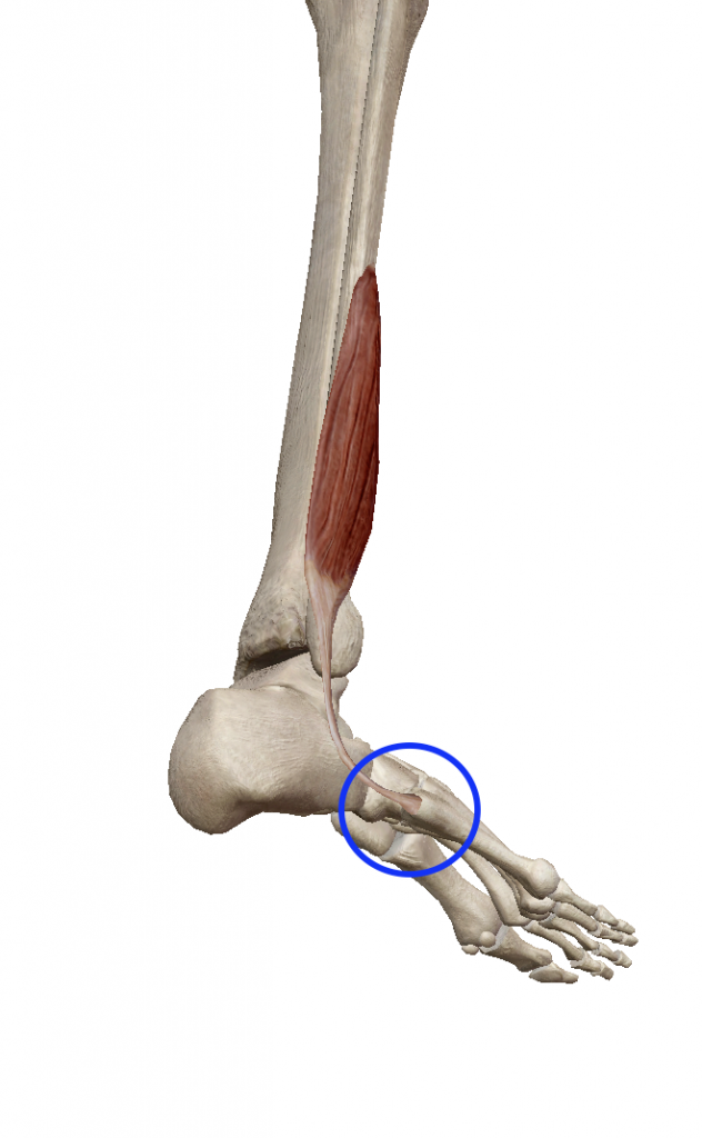 短腓骨筋：たんひこつきん 筋肉のハナシ