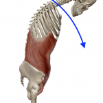 脊椎の屈曲（背骨を曲げる動き）