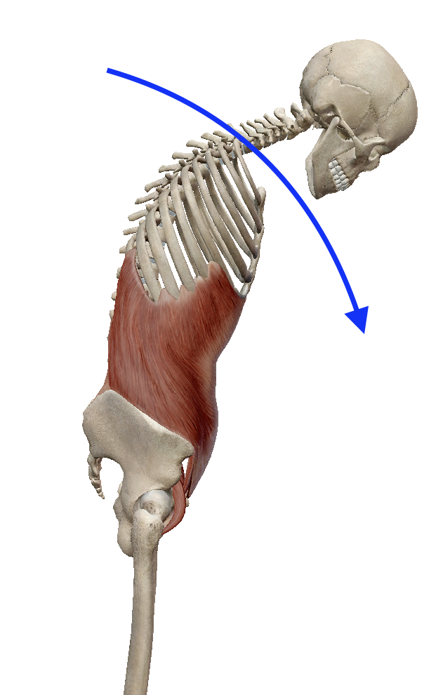 脊椎の屈曲（背骨を曲げる動き） | 筋肉のハナシ