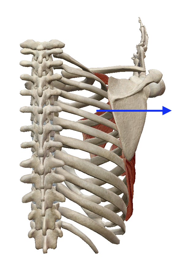 肩甲骨の外転（猫背になる動き） | 筋肉のハナシ
