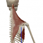 肩甲骨の下制（肩を落とす動き）