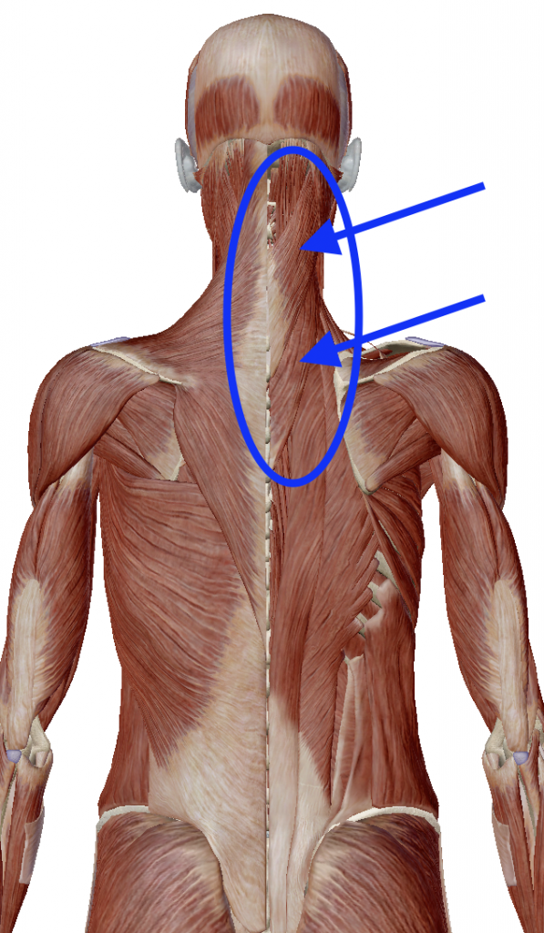 背中の筋層