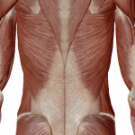 腰の筋層